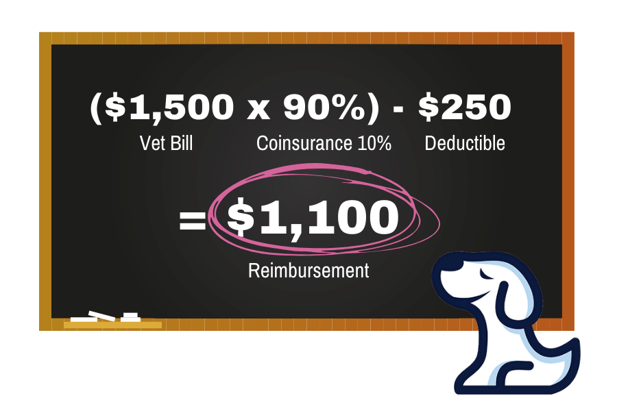 How Does Pet Insurance Work And What Does It Cover