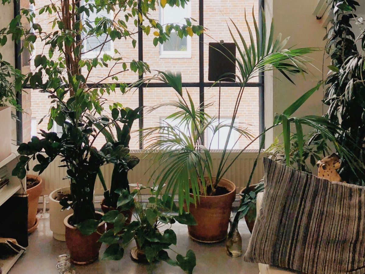 Creative Ways To Use Plants In Home Decoration