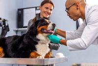 How Does Pet Insurance Work And What Does It Cover