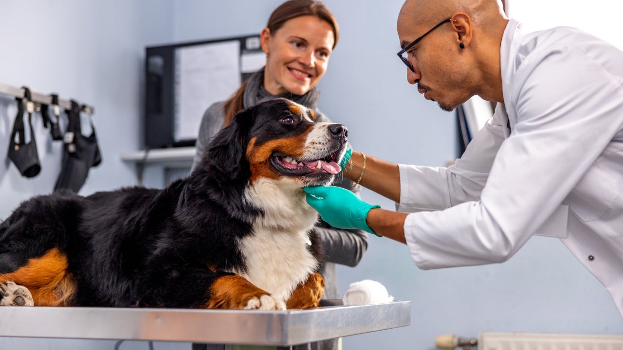 How Does Pet Insurance Work And What Does It Cover